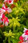 USA, Colorado, Fort Collins. Geranium flowers close-up. Art Print